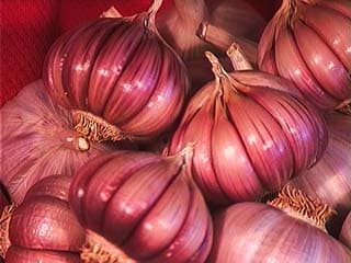 High Quality white garlic _ red garlic _ purple garlic